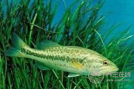 清蒸鱸魚蒸多久比較好?教你如何挑選比較好的鱸魚 清蒸鱸魚蒸多久比較好?教你如何挑選比較好的鱸魚