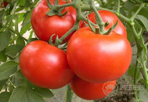 常吃西紅柿，對身體有這些好處