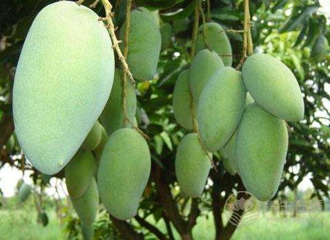 女性多吃這幾種水果,潤膚美白,省下化妝品錢 女性多吃這幾種水果,潤膚美白,省下化妝品錢