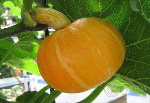 這些瓜,養生作用大,別忘了要多吃 這些瓜,養生作用大,別忘了要多吃