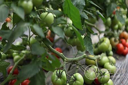 高血壓不能吃南瓜嗎? 高血壓不能吃南瓜嗎?