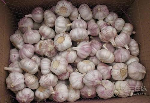 大蒜對(duì)身體有啥好處?為什么人人都搶著吃 大蒜對(duì)身體有啥好處?為什么人人都搶著吃