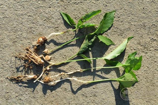 愛吃火鍋的小伙伴們須知：羊肉不能和什么一起吃？