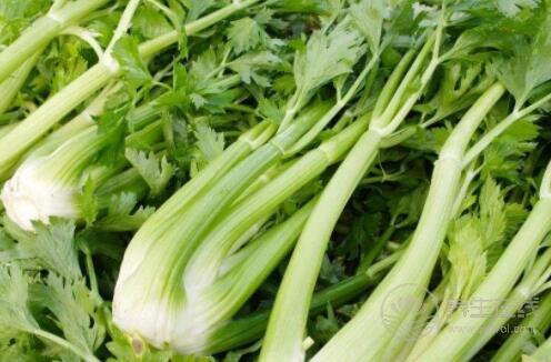 夏秋換季最容易生病，常吃4種食物幫你換季養(yǎng)生不得病