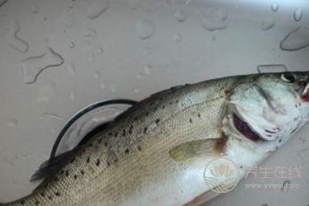 清蒸鱸魚蒸多久比較好?教你如何挑選比較好的鱸魚 清蒸鱸魚蒸多久比較好?教你如何挑選比較好的鱸魚