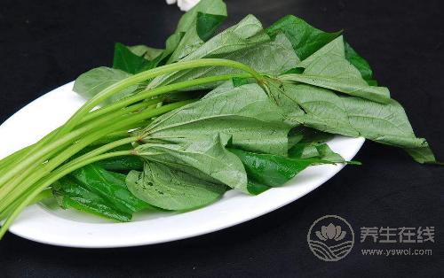 紅薯葉其貌不凡，有“蔬菜中的人參”之稱，不愛吃的虧了
