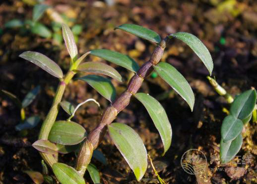 被譽為“中華九大仙草”之一的石斛,泡水喝有什么作用 被譽為“中華九大仙草”之一的石斛,泡水喝有什么作用
