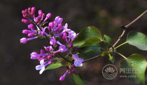 夏天常吃丁香徹底遠(yuǎn)離胃病 夏天常吃丁香徹底遠(yuǎn)離胃病