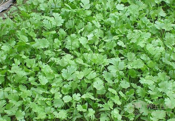 不吃香菜，你就體驗不到這幾個好處