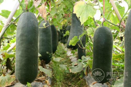 5種減脂食物放心吃,讓你瘦足一整夏! 5種減脂食物放心吃,讓你瘦足一整夏!