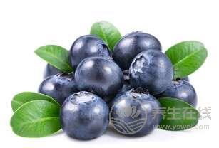 吃藍莓能逆轉肝硬化 吃藍莓能逆轉肝硬化