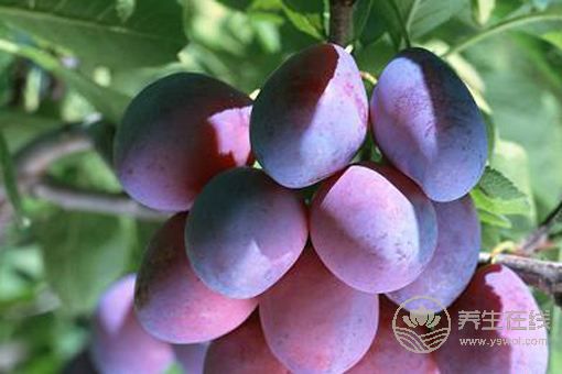 養(yǎng)肝一整年,食物養(yǎng)肝這些你都知道嗎? 養(yǎng)肝一整年,食物養(yǎng)肝這些你都知道嗎?