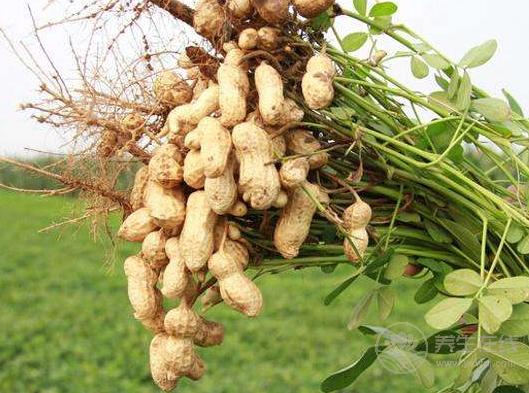 喜歡吃螃蟹的人注意了,它不能和這些食物同食 喜歡吃螃蟹的人注意了,它不能和這些食物同食