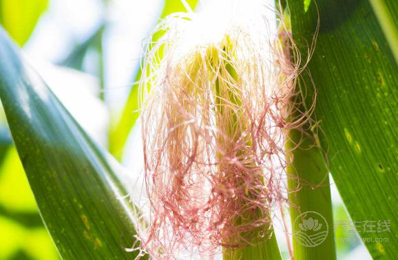 別扔掉玉米須，煮水喝比吃玉米更健康！