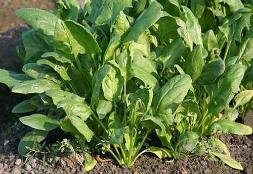 這幾種蔬菜是天然“胃藥”，胃不好可常吃