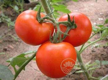 西紅柿和它們一起吃簡直是絕配! 西紅柿和它們一起吃簡直是絕配!