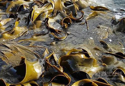 養護血管健康,少不了這幾種食物 養護血管健康,少不了這幾種食物