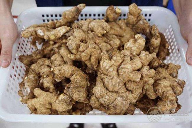 沒想到,生姜還有這么多品種,你都認齊了嗎 沒想到,生姜還有這么多品種,你都認齊了嗎