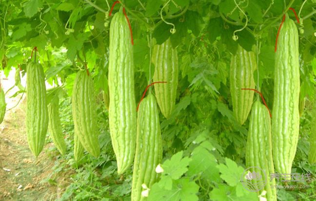 養(yǎng)肝一整年,食物養(yǎng)肝這些你都知道嗎? 養(yǎng)肝一整年,食物養(yǎng)肝這些你都知道嗎?