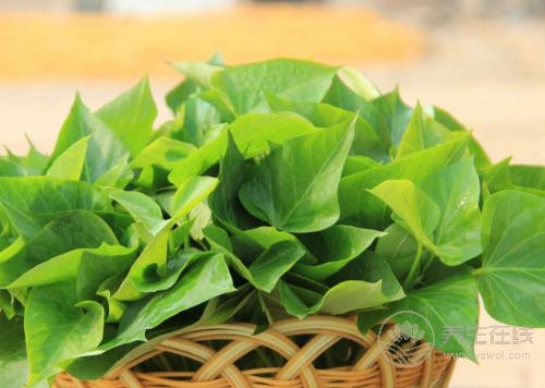 紅薯葉其貌不凡，有“蔬菜中的人參”之稱，不愛吃的虧了