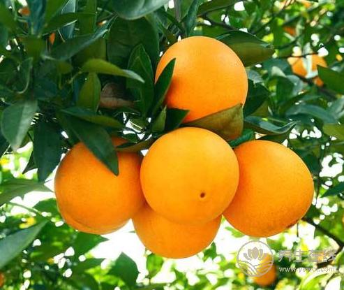 秋季適合吃橘子,常吃能收獲4大好處 秋季適合吃橘子,常吃能收獲4大好處