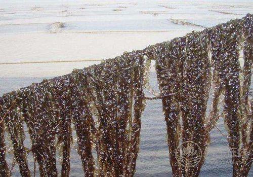 1種家常菜被稱為長壽菜，抗癌降三高，人人吃得起