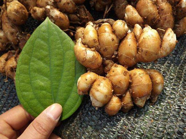 沒想到,生姜還有這么多品種,你都認齊了嗎 沒想到,生姜還有這么多品種,你都認齊了嗎