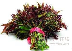 野菜營養高 不識慎食用 野菜營養高 不識慎食用