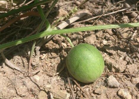 馬泡瓜的功效與作用以及注意事項