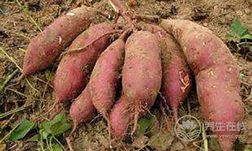 最普通的6種食物,最養胃,人人都買得起 最普通的6種食物,最養胃,人人都買得起