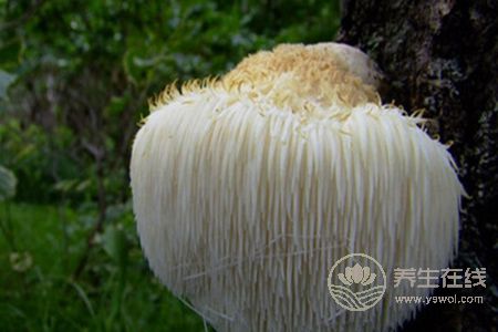 猴頭菇煲湯能養胃，搭配這些食材功效更好