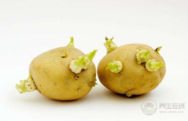 變綠發芽的土豆有毒,這幾種也不能吃 變綠發芽的土豆有毒,這幾種也不能吃