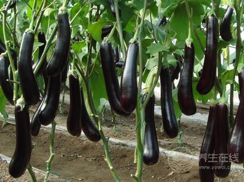 30歲后要關注的健康問題：3種食物能清血管，預防疾病