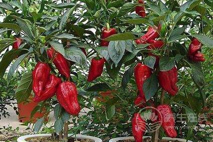 血液粘稠容易危及生命,生活中這些食物可以緩解 血液粘稠容易危及生命,生活中這些食物可以緩解