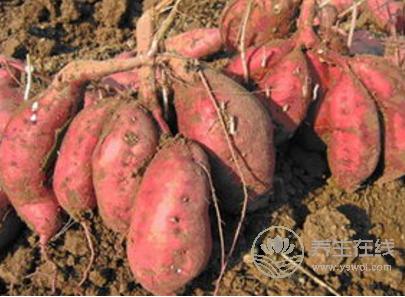 這5種常見的果蔬竟自帶毒素,食用要特別注意! 這5種常見的果蔬竟自帶毒素,食用要特別注意!