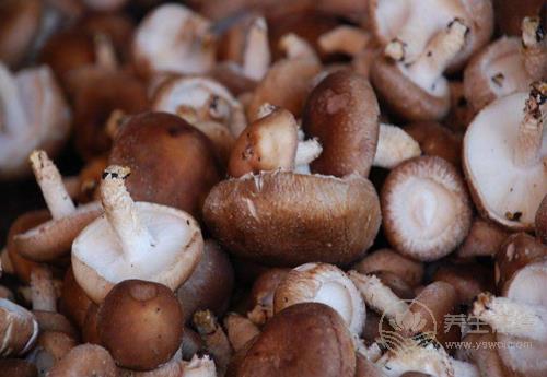 常吃香菇,對(duì)身體有這些好處,你都知道嗎? 常吃香菇,對(duì)身體有這些好處,你都知道嗎?