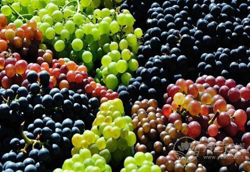 葡萄好吃營養高,但也別小看了它的皮,渾身都是寶 葡萄好吃營養高,但也別小看了它的皮,渾身都是寶