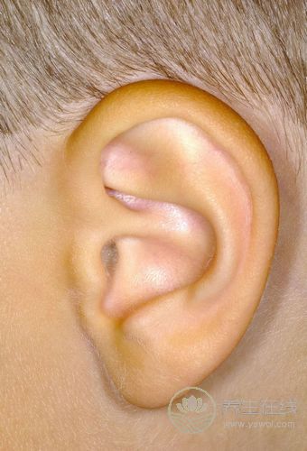 據(jù)說補腎不用吃藥,只要按摩耳朵即可 據(jù)說補腎不用吃藥,只要按摩耳朵即可