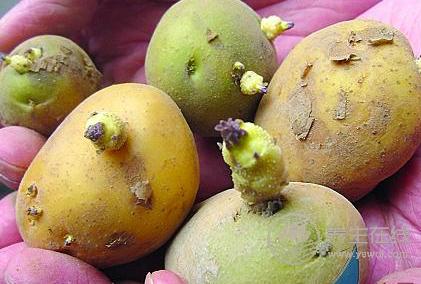 這5種常見的果蔬竟自帶毒素,食用要特別注意! 這5種常見的果蔬竟自帶毒素,食用要特別注意!