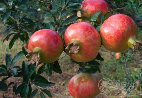 冬天吃石榴好嗎？7個禁忌要知道