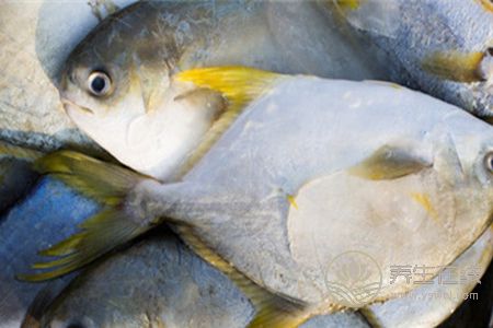 冷凍的鯧魚該怎么吃好呢?鯧魚的營養價值有哪些 冷凍的鯧魚該怎么吃好呢?鯧魚的營養價值有哪些