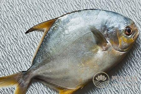 冷凍的鯧魚該怎么吃好呢?鯧魚的營養價值有哪些 冷凍的鯧魚該怎么吃好呢?鯧魚的營養價值有哪些