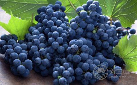 吃什么水果補腎?8種補腎水果推薦 吃什么水果補腎?8種補腎水果推薦