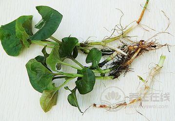 魚腥草能治什么病什么人不適合吃 魚腥草能治什么病什么人不適合吃