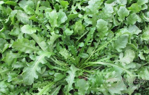 經常喝酒肝不好,多吃5種綠色蔬菜,肝就會變好 經常喝酒肝不好,多吃5種綠色蔬菜,肝就會變好