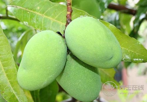 水果有益于治療胃酸 水果有益于治療胃酸