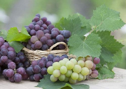 葡萄有個外號“水晶明珠”,常吃有3大好處 葡萄有個外號“水晶明珠”,常吃有3大好處