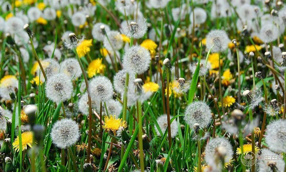 蒲公英根怎么吃養生功效大