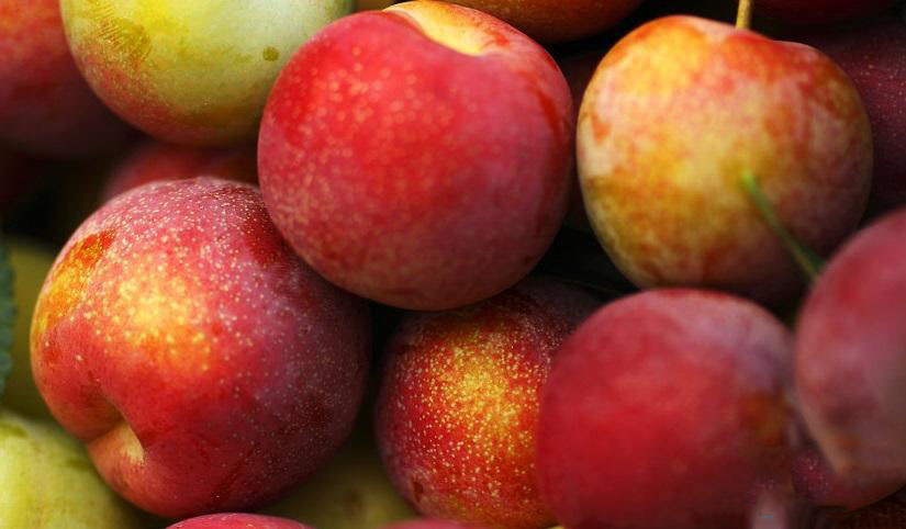 雞肉不能和什么一起吃雞肉的食用禁忌有哪些 雞肉不能和什么一起吃雞肉的食用禁忌有哪些