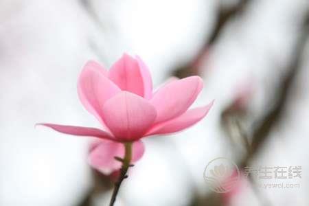 “春花”療百疾 “春花”療百疾